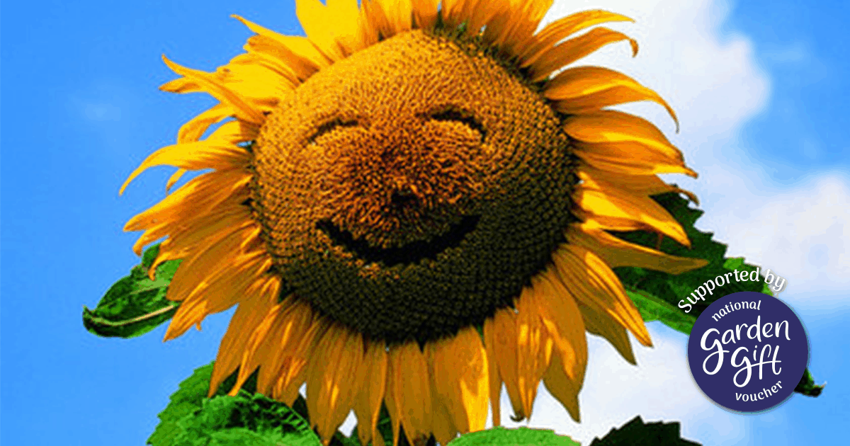 Download Make a sunflower smile - National Children's Gardening Week
