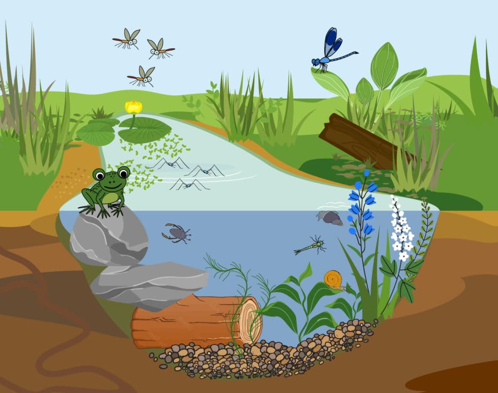 Make a Mini Pond - National Children's Gardening Week